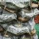 Garden Rock Water Fountain Light Statue Solar Cascade Patio Water Feature Withpump