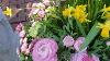 Patio Concrete Planters For Spring English Daisies Violas Primrose U0026 Daffodils Gareen Queen