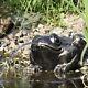 Toad Water Fountain. Water Feature. Garden Ornament Cast Aluminium On Sale