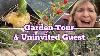 Fall Garden Tour Comment Se Développer En Utilisant Le Rideau De Douche Sur L'aubergine U0026 Concombres U0026 Conteneur Conseils De Jardinage