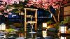 Musique Relaxante De Jardin Zen Japonais Avec Fleurs De Sakura Et Fontaine D'eau En Bambou Pour Soulagement Du Stress